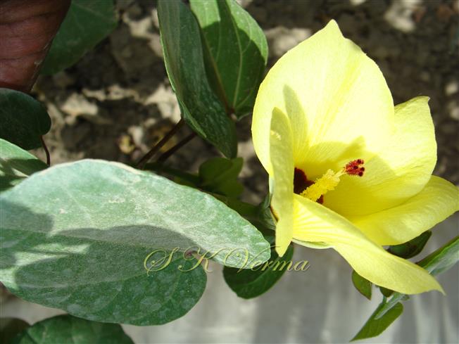  Flower